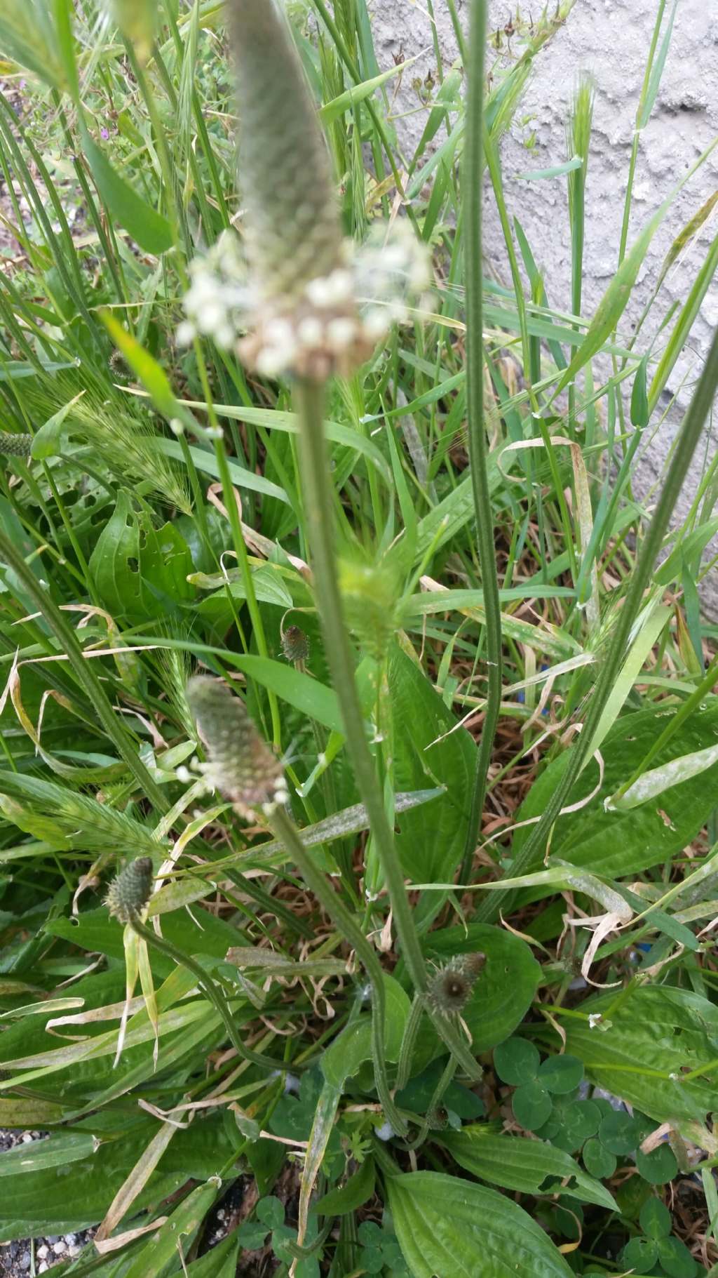 Plantago media (PLantaginaceae)